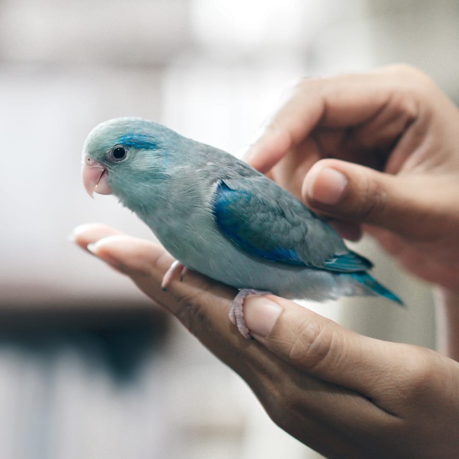 Avian Veterinary Care in Des Moines