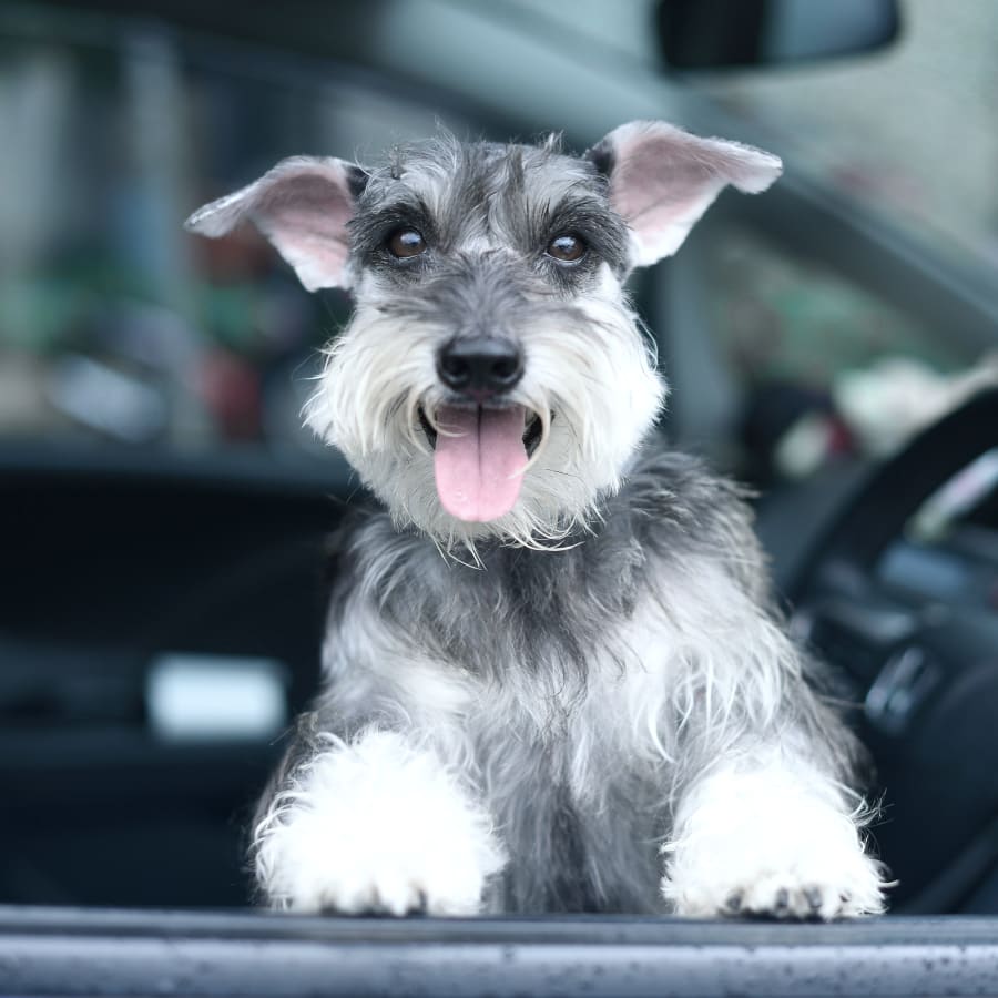 Medical Boarding for Cats & Dogs, Des Moines Vet