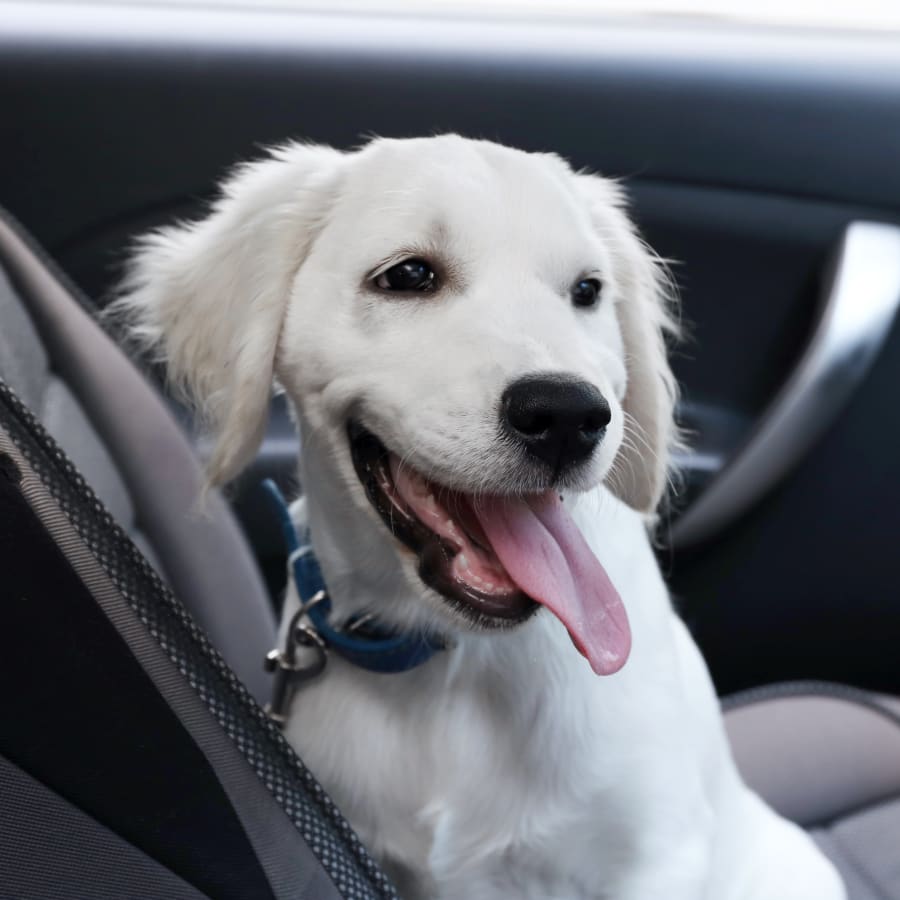 Dog Dentist in Des Moines