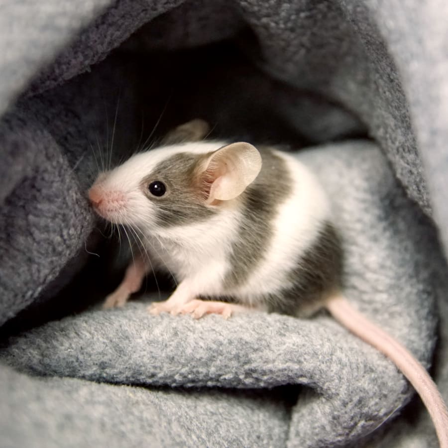 Small Mammals Veterinary Care in Des Moines