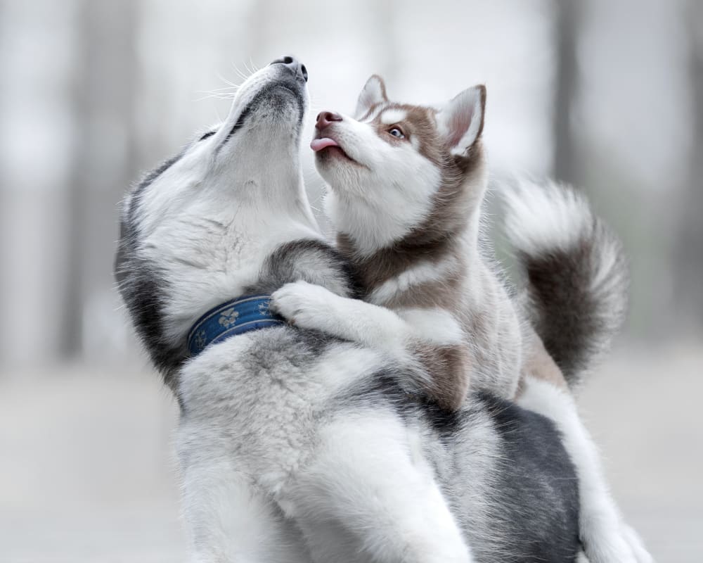 Des Moines Veterinary Hospital | Des Moines Speciality & Emergency Vet