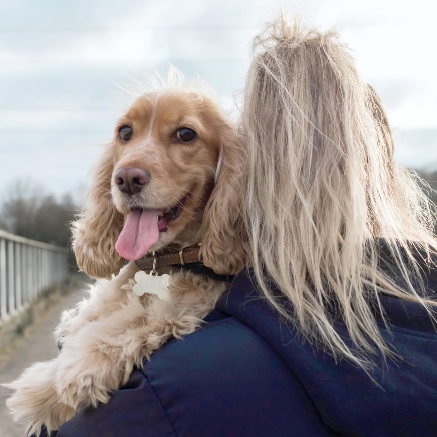 Dog relieved from pain after cold laser therapy at Des Moines Veterinarians