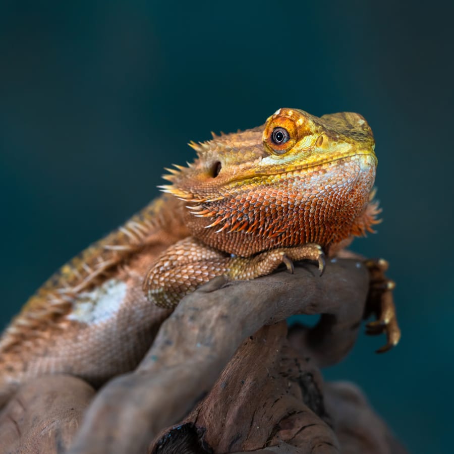 Exotic Animals, Des Moines Vet