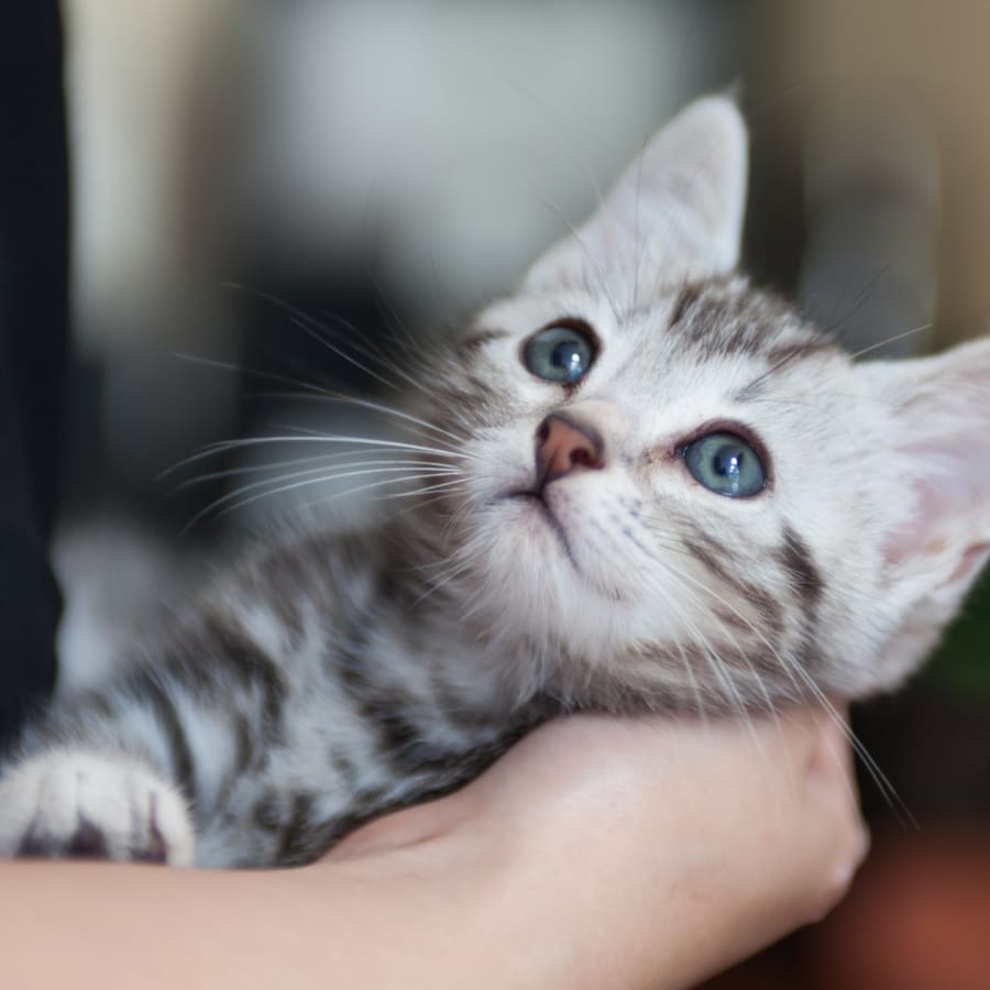 Kitten ready for vaccination at Des Moines